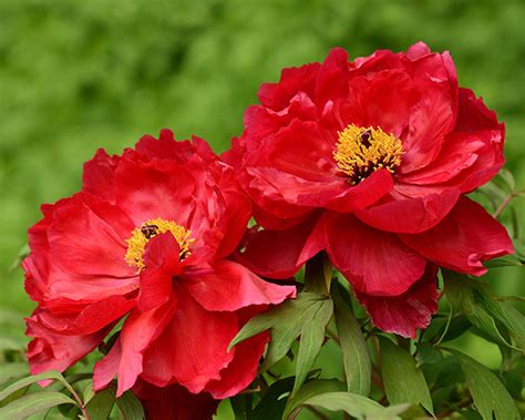 Paeonia Suffruticosa Red SlovenskeTrvalky Sk