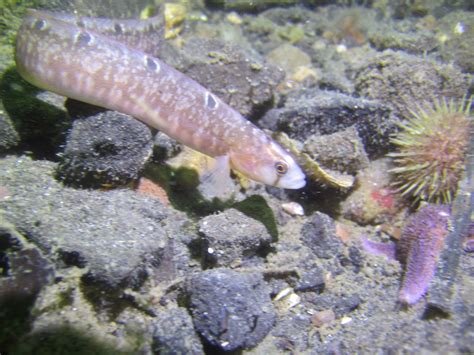 Atlantischer Butterfisch Fisch Meerestier Bestimmungen Norwegen