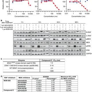 Combination Of BGB283 And Selumetinib Exhibited Enhanced Antitumor