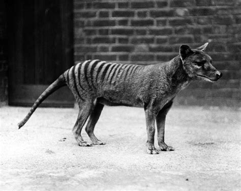 Science Could Bring Extinct Tasmanian Tiger Back Through Cloning ...