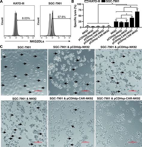 Sgc 7901 Human Gastric Carcinoma Cell Lines Atcc Bioz