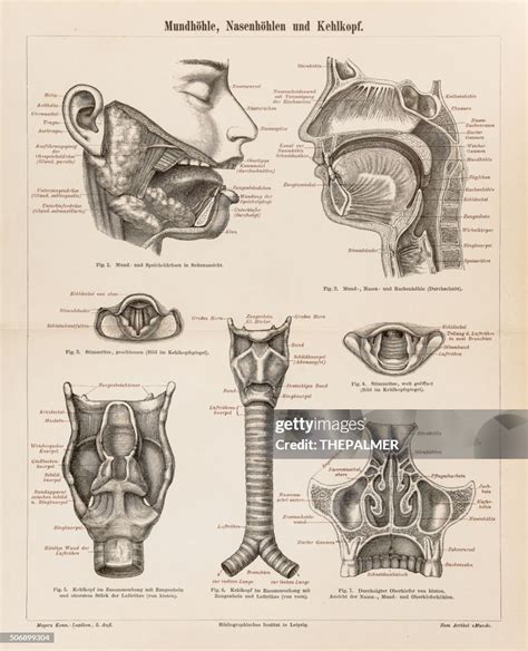 Human Anatomy Mouth Ear Nose 1896 High-Res Vector Graphic - Getty Images