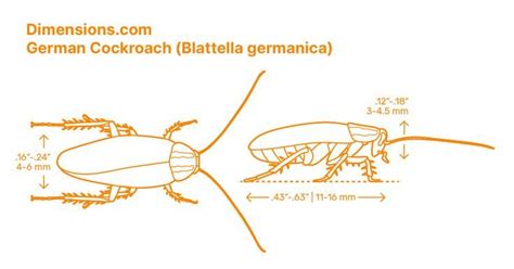 The German Cockroach Blattella Germanica Is A Small Cockroach That