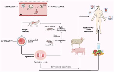 Life Cycle Of Toxoplasma Biorender Science Templates