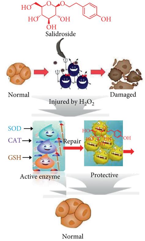 Salidroside Protected H C Cells From H O Induced Oxidative Stress Via