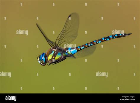 Male Southern Hawker In Flight Hi Res Stock Photography And Images Alamy