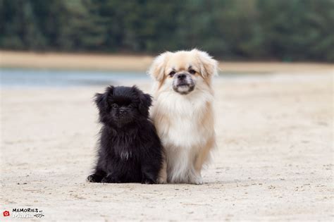 Tibetan Spaniel Puppies - Tibetan Spaniel Association