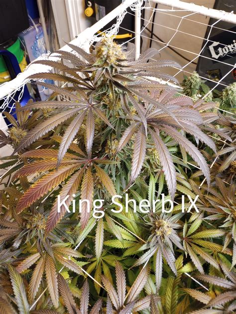 King Sherb In House Genetics Cannabis Strain Gallery