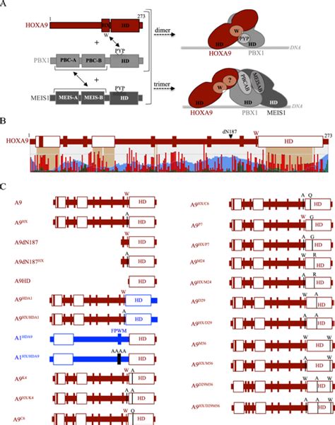 人类hoxa9蛋白使用同源域的同源物特异性残基与tale类辅因子相互作用scientific Reports X Mol