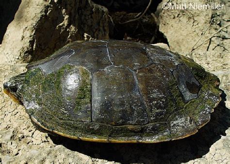 Tennessee Watchable Wildlife Northern Map Turtle