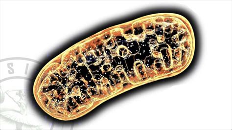 Mitochondries Les Centrales Nerg Tiques De Nos Cellules