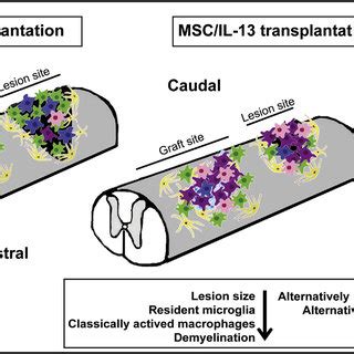 Transplantation Of Msc Il Improves Functional Recovery And Reduces