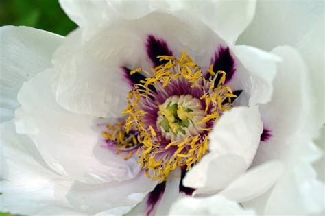 Pion Peonies Bloom - Free photo on Pixabay - Pixabay