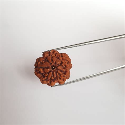 Mukhi Rudraksha Round Shape Natural Face Rudraksha With Lab