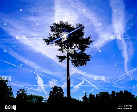 Very Tall Tree Hi Res Stock Photography And Images Alamy