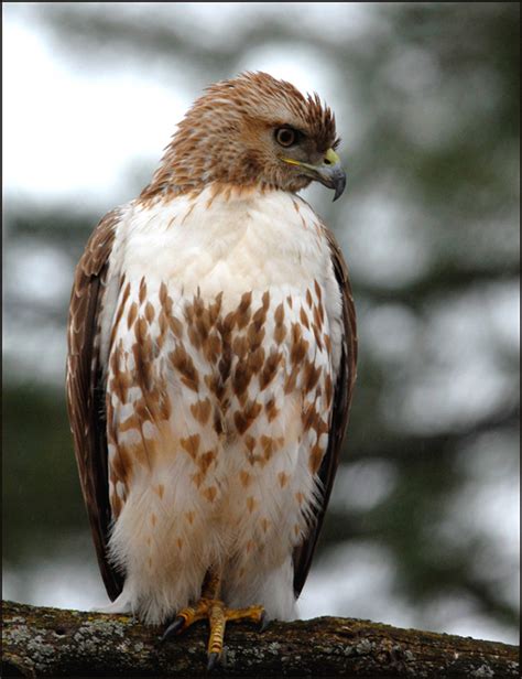 Birds Of Prey Raptors Nature Wildlife Of Southern Ontario