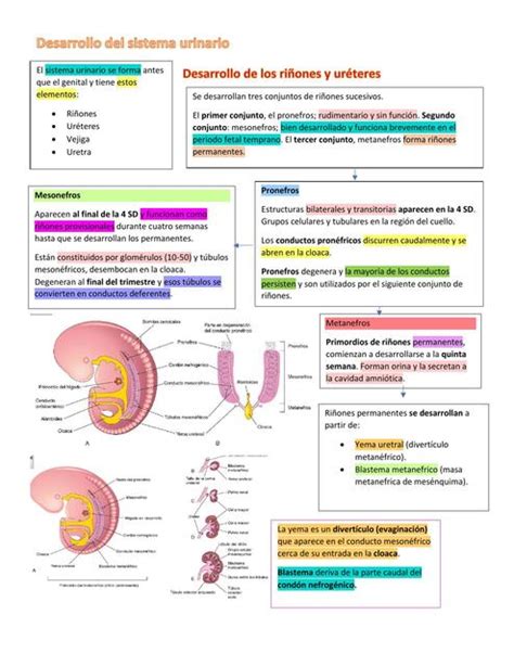 Embriología de sistema Urinario Resumen Mónica S uDocz