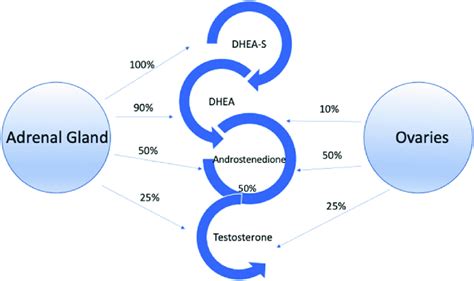 Overview Of Androgen Synthesis In The Premenopausal Ovary And Adrenal