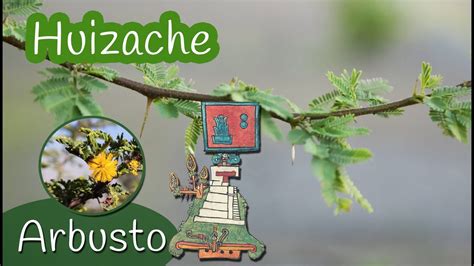 Huizache En El Huizachtepetl Plantas Nativas CultivArte Al Natural