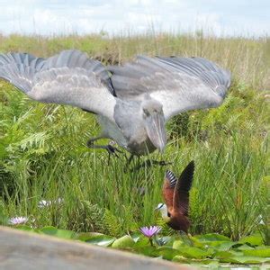 Guest Hub Mabamba Swamp Shoebill Bird Watching