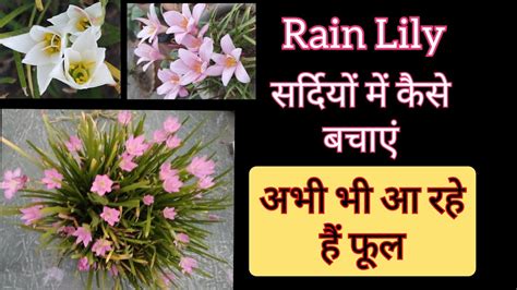 792 How To Save Rain Lily In Winter सरदय म रन लल क कस