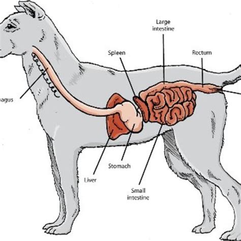 Blog Unterhaltsame Und Nützliche Informationen über Haus Tiere