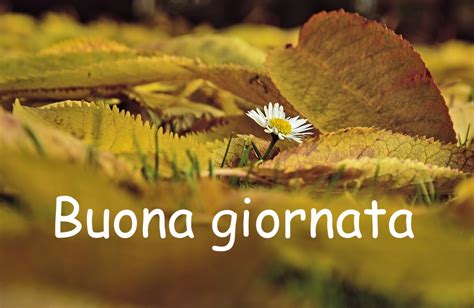 Buongiorno Autunnale Immagini Di Buona Giornata Con Paesaggi Autunnali