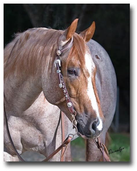 17+ best images about Roan horses on Pinterest | Coloring, Pole bending and Bays