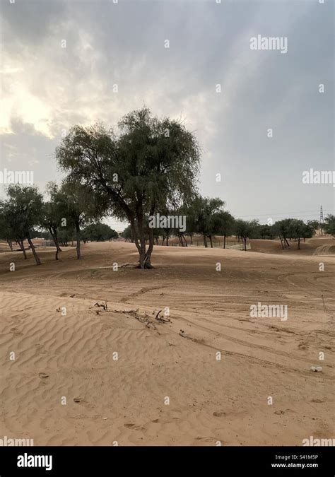 Ghaf Tree In The Uae Desert Stock Photo Alamy