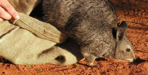 Endangered Animals in Australia | List of 6 Critically Endangered Animals