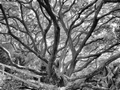 Old Oak Tree Black And White Stock Photo Image Of Black Large