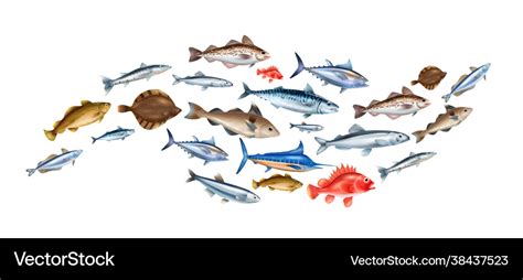 Sea Fish Realistic Concept Royalty Free Vector Image