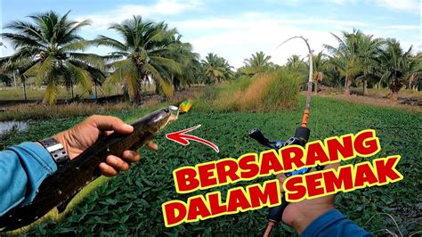 Casting Haruan Jangan Abaikan Parit Bersemak Lubuk Padu Sabak