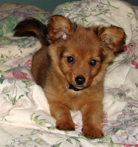 Dameranian Dachshund And Pomeranian Mix My New Favorite Smartphone