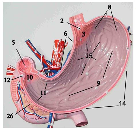 Stomach Model Diagram Quizlet