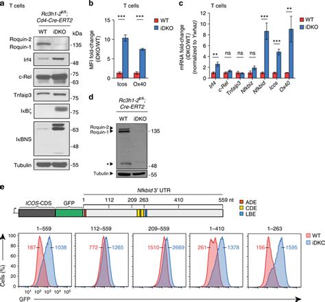 Nfkbid Is Strongly Regulated By Roquin On The Mrna And Protein Level