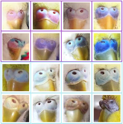 Budgie Breeding Parakeet Gender Chart