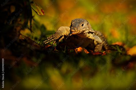 Asian Water Monitor Varanus Salvator Also Common Water Monitor Large