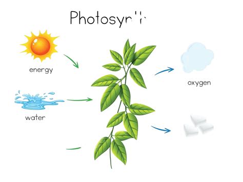 Photosynthesis And Cellular Respiration Clipart