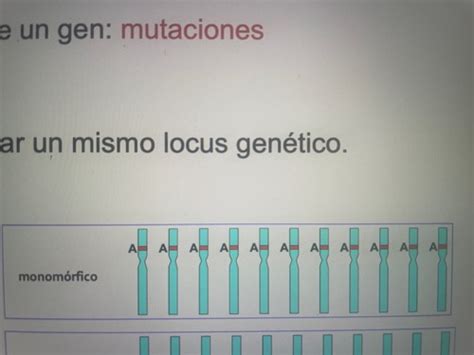 Fiche Tema Polimorfismo Genetico Cartes Quizlet