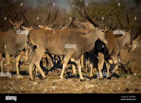 Herd of common eland cross rocky ground Stock Photo - Alamy