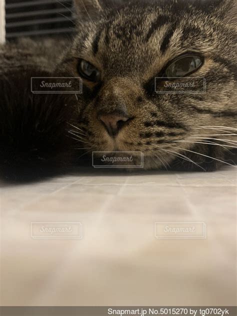 横になってカメラを見ている猫の写真・画像素材 5015270 Snapmart（スナップマート）