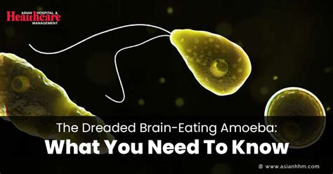 The Dreaded Brain-Eating Amoeba: What You Need To Know