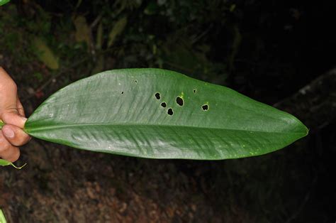 Pothos Plant Araceae Image At Phytoimages Siu Edu