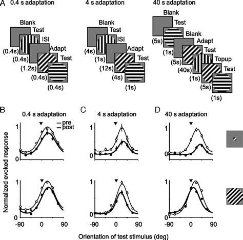 Distinct Effects Of Brief And Prolonged Adaptation On Orientation