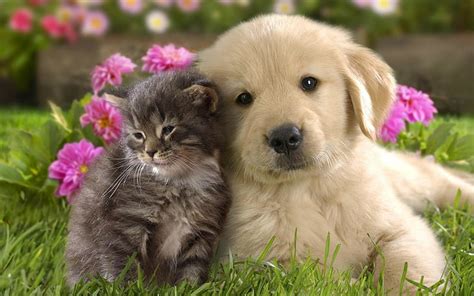 Golden Retriever Puppy And Orange Kitten