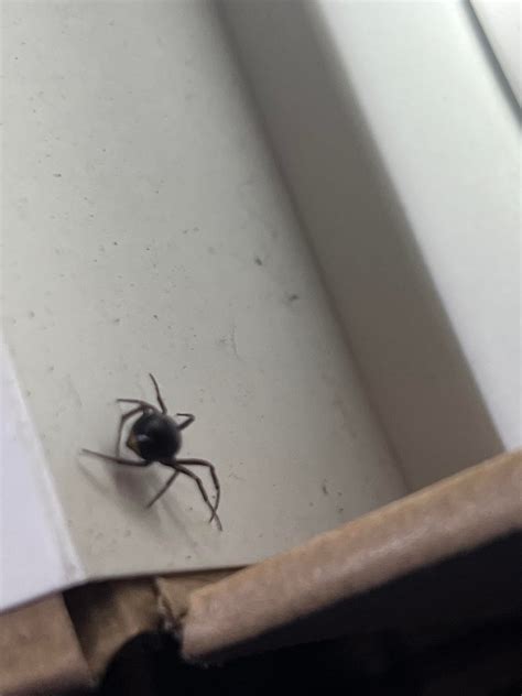 What Is This Spider Western North Carolina R Spiders