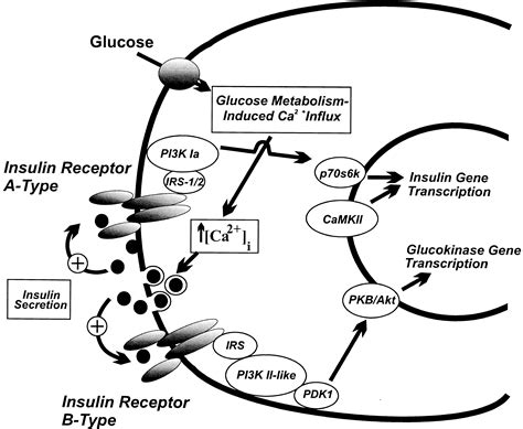 Selective Insulin Signaling Through A And B Insulin Receptors Regulates