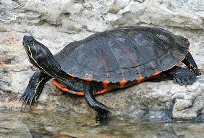 Turtles Of Virginia