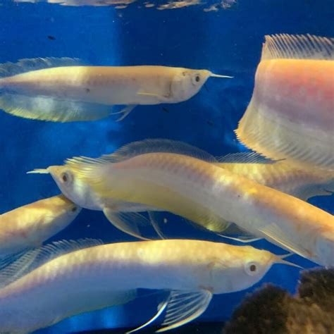 Albino Silver Arowana For Sale Exotic Fish Shop 774 400 4598